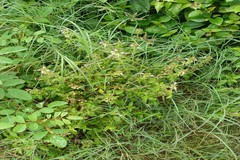 Orthosiphon aristatus